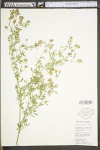 Medicago sativa subsp. sativa image