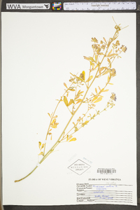 Medicago sativa subsp. sativa image