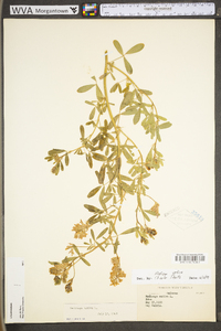 Medicago sativa subsp. sativa image