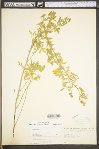 Medicago sativa subsp. sativa image