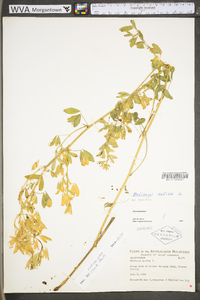 Medicago sativa subsp. sativa image