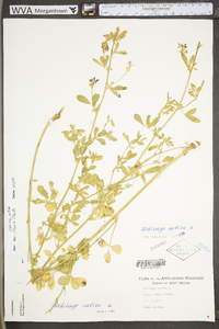 Medicago sativa subsp. sativa image