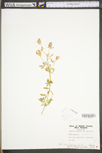 Vicia americana subsp. americana image