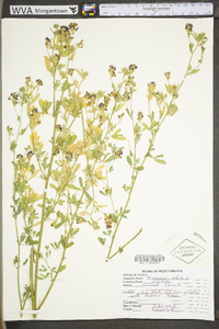 Medicago sativa subsp. sativa image