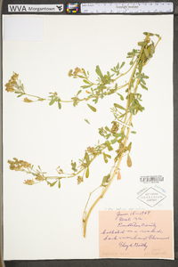 Medicago sativa subsp. sativa image