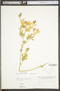 Medicago sativa subsp. sativa image