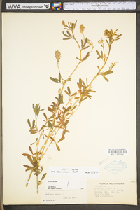 Medicago sativa subsp. sativa image