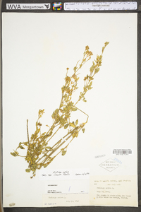 Medicago sativa subsp. sativa image