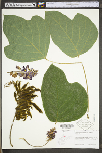 Pueraria montana image