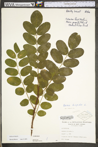 Robinia hispida image