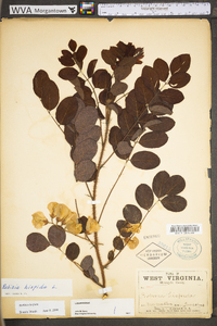 Robinia hispida image