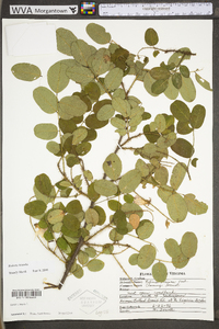 Robinia hispida image