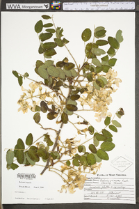 Robinia hispida image