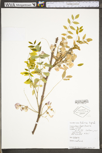 Robinia hispida image