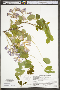 Robinia hispida image