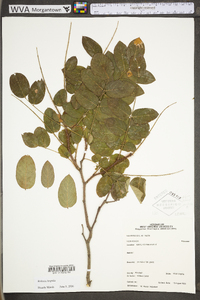 Robinia hispida image