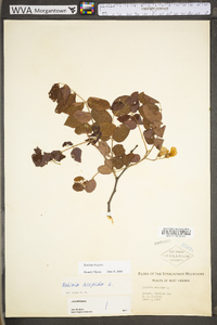 Robinia hispida image