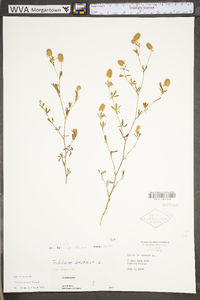 Trifolium arvense image