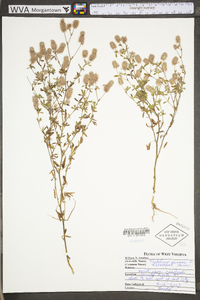 Trifolium arvense image