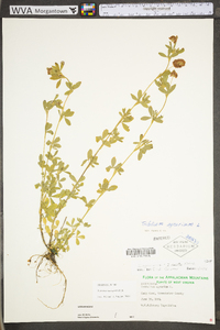 Trifolium aureum image