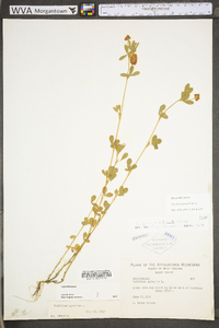 Trifolium aureum image