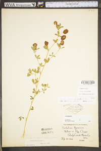 Trifolium aureum image