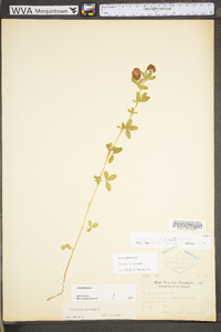 Trifolium aureum image