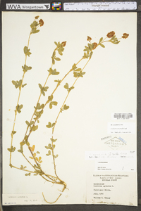 Trifolium aureum image