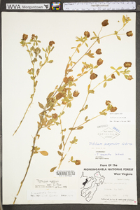 Trifolium aureum image