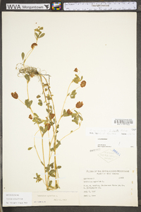 Trifolium aureum image