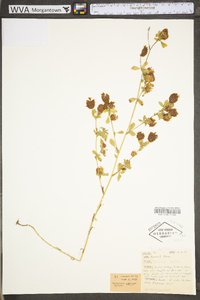 Trifolium aureum image