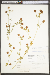 Trifolium aureum image