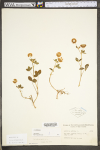 Trifolium hybridum image