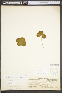 Trifolium incarnatum image