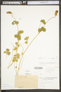 Trifolium incarnatum image