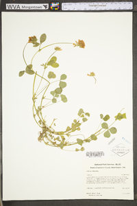 Trifolium reflexum image