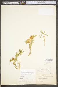 Trifolium virginicum image