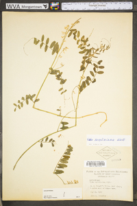 Vicia caroliniana image