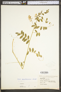 Vicia caroliniana image