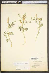 Vicia caroliniana image