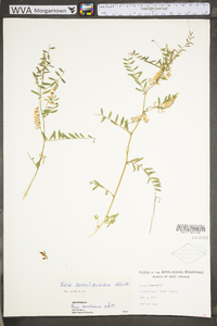 Vicia caroliniana image