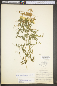 Vicia caroliniana image