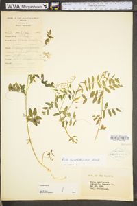 Vicia caroliniana image