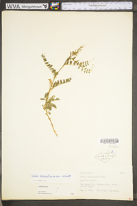 Vicia caroliniana image