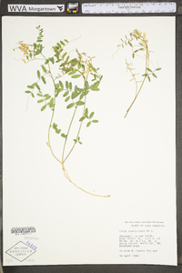 Vicia caroliniana image