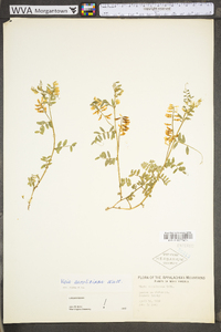 Vicia caroliniana image