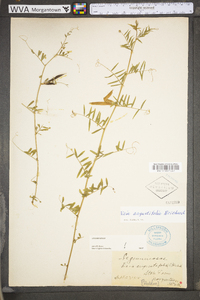 Vicia sativa subsp. nigra image