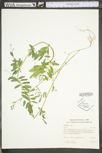 Vicia sativa subsp. nigra image