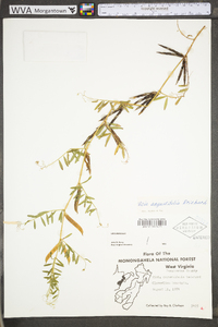 Vicia sativa subsp. nigra image