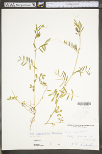 Vicia sativa subsp. nigra image